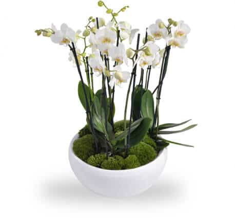 Plantes